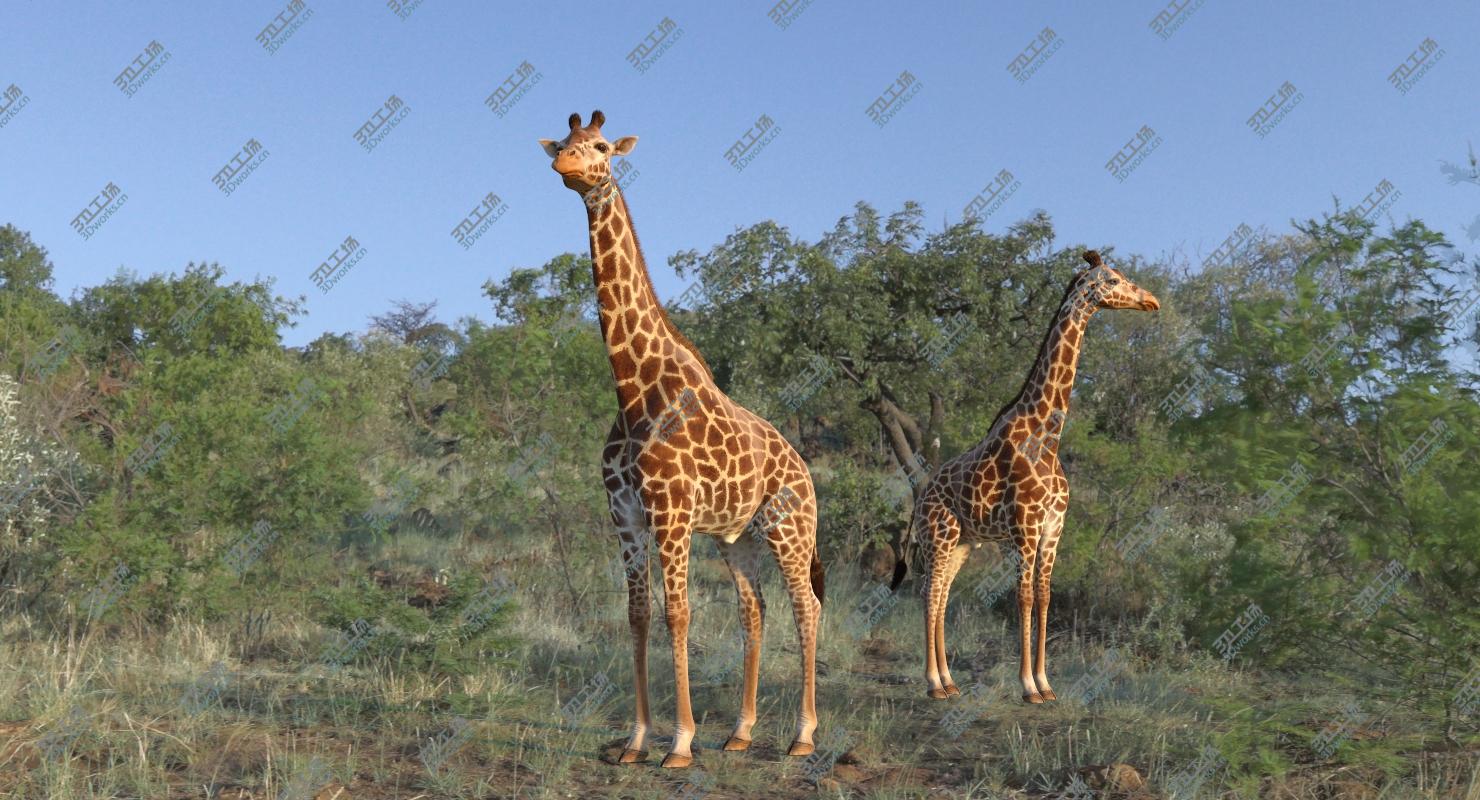 images/goods_img/2021040232/3D Giraffe Standing Pose Fur 3D Model/5.jpg